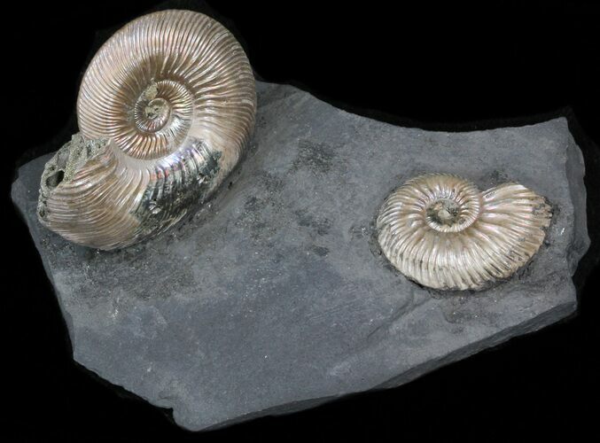 Iridescent Ammonite Fossils Mounted In Shale - x #38225
